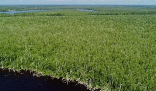 Photo #15 of SOLD property in Off Nc Hwy 158 Causeway, Camden, NC 160.0 acres