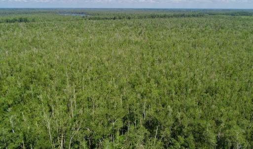 Photo #24 of SOLD property in Off Nc Hwy 158 Causeway, Camden, NC 160.0 acres