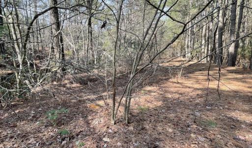 Photo #18 of Off Mini Road, Onley, VA 119.4 acres