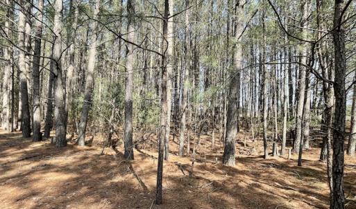 Photo #20 of Off Mini Road, Onley, VA 119.4 acres