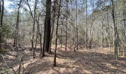 Photo #25 of Off Mini Road, Onley, VA 119.4 acres