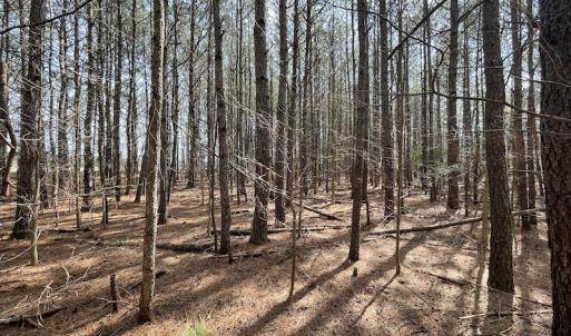 Photo #26 of Off Mini Road, Onley, VA 119.4 acres