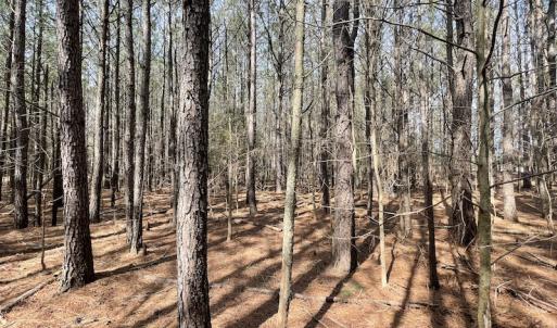 Photo #27 of Off Mini Road, Onley, VA 119.4 acres