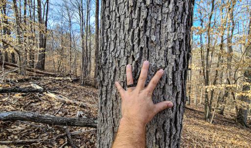 Photo #10 of Off Slow Water Court, Sandy Level, VA 10.6 acres