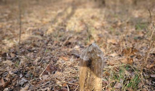 Photo #48 of Off Slow Water Court, Sandy Level, VA 10.6 acres
