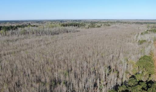 Photo #5 of SOLD property in 1312 Todd Road, Marion, SC 101.7 acres