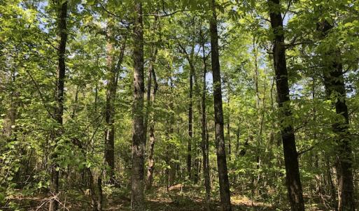 Photo #6 of SOLD property in 1312 Todd Road, Marion, SC 101.7 acres