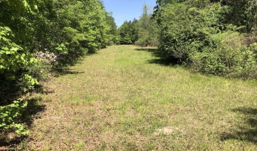 Photo #7 of SOLD property in 1312 Todd Road, Marion, SC 101.7 acres