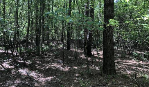 Photo #8 of SOLD property in 1312 Todd Road, Marion, SC 101.7 acres