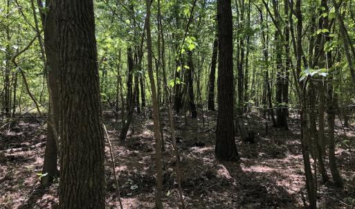 Photo #9 of SOLD property in 1312 Todd Road, Marion, SC 101.7 acres
