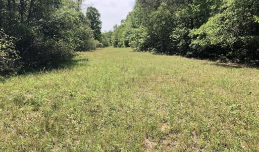 Photo #10 of SOLD property in 1312 Todd Road, Marion, SC 101.7 acres