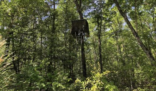 Photo #11 of SOLD property in 1312 Todd Road, Marion, SC 101.7 acres