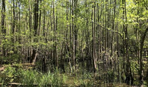 Photo #12 of SOLD property in 1312 Todd Road, Marion, SC 101.7 acres