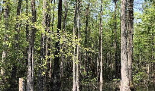 Photo #14 of SOLD property in 1312 Todd Road, Marion, SC 101.7 acres