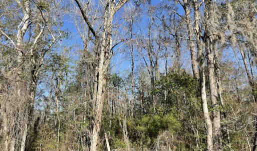 Photo #16 of SOLD property in 1312 Todd Road, Marion, SC 101.7 acres