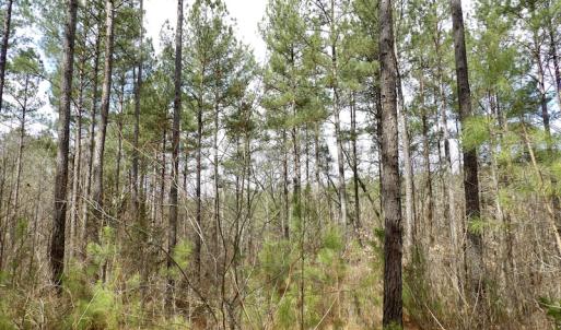 Photo #34 of SOLD property in Lot 20 Indian Caves Road East, Meadville, VA 20.0 acres