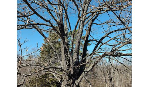 Photo #4 of SOLD property in 1539 Bruno Drive, Goodview, VA 2.0 acres
