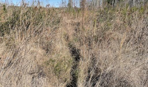 Photo #5 of Off Pee Dee Church Road, Dillon, SC 29.6 acres