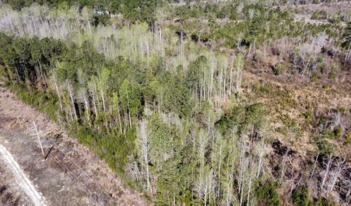 Photo #12 of Off Pee Dee Church Road, Dillon, SC 29.6 acres