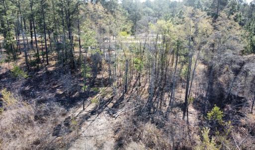 Photo #16 of Off Pee Dee Church Road, Dillon, SC 29.6 acres