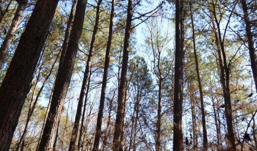 Photo #13 of SOLD property in Off Kansas Road, Dover, NC 4.0 acres