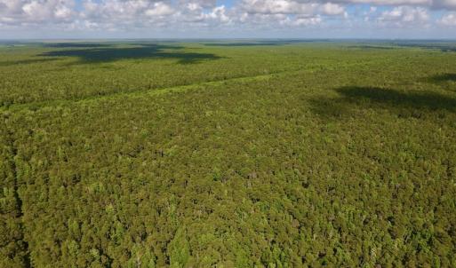 Photo #5 of SOLD property in Off New Lake Road, Belhaven, NC 59.1 acres