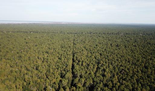 Photo #12 of SOLD property in Off New Lake Road, Belhaven, NC 59.1 acres