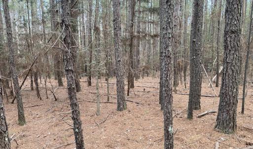 Photo #10 of SOLD property in Off Mabe Road, Star, NC 30.3 acres