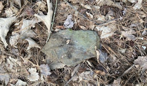 Photo #12 of SOLD property in Off Mabe Road, Star, NC 30.3 acres