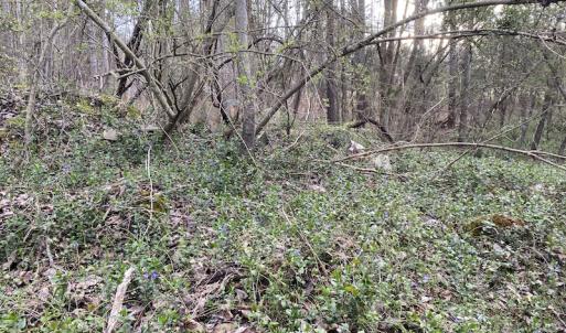 Photo #20 of SOLD property in Off Mabe Road, Star, NC 30.3 acres
