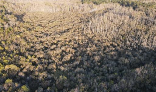 Photo #7 of SOLD property in Off Launch Drive, Bolivia, NC 32.2 acres