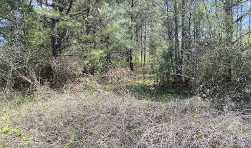 Photo #5 of SOLD property in Off S NC 903 HWY, Rose Hill, NC 9.1 acres