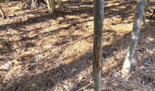 Photo #23 of SOLD property in Off Holly Run Drive, Carrsville, VA 22.7 acres