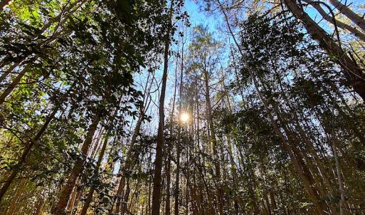 Photo #26 of SOLD property in Off Holly Run Drive, Carrsville, VA 22.7 acres