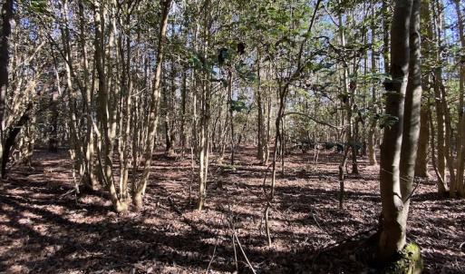 Photo #27 of SOLD property in Off Holly Run Drive, Carrsville, VA 22.7 acres