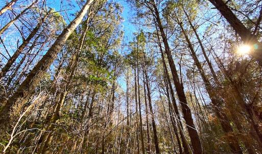 Photo #30 of SOLD property in Off Holly Run Drive, Carrsville, VA 22.7 acres