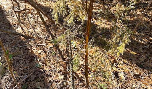 Photo #31 of SOLD property in Off Holly Run Drive, Carrsville, VA 22.7 acres