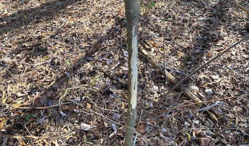 Photo #32 of SOLD property in Off Holly Run Drive, Carrsville, VA 22.7 acres