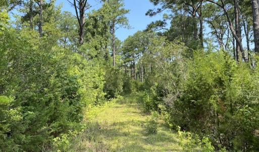 Photo #2 of SOLD property in Off Styron Creek Road, Sealevel, NC 105.0 acres