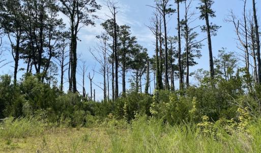 Photo #3 of SOLD property in Off Styron Creek Road, Sealevel, NC 105.0 acres