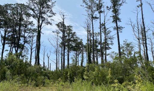 Photo #4 of SOLD property in Off Styron Creek Road, Sealevel, NC 105.0 acres