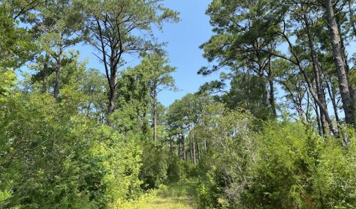 Photo #6 of SOLD property in Off Styron Creek Road, Sealevel, NC 105.0 acres