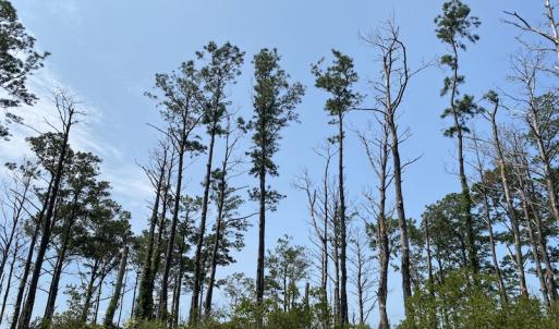 Photo #7 of SOLD property in Off Styron Creek Road, Sealevel, NC 105.0 acres
