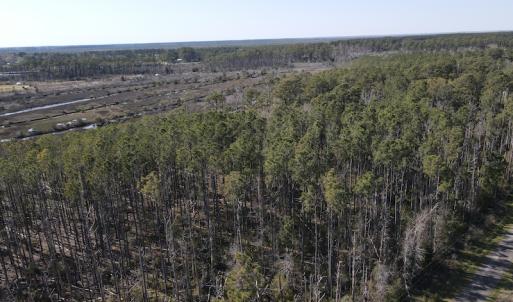 Photo #7 of 178 Mill Point Lane, Williston, NC 42.6 acres