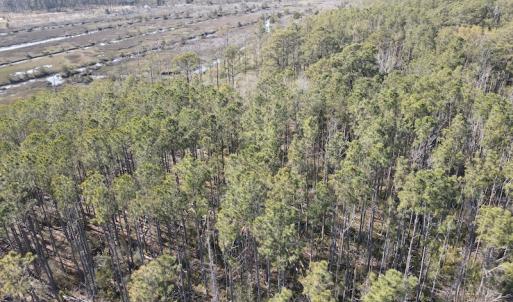 Photo #8 of 178 Mill Point Lane, Williston, NC 42.6 acres