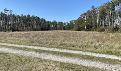 Photo #21 of 178 Mill Point Lane, Williston, NC 42.6 acres