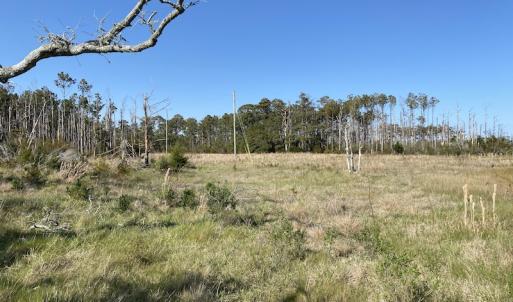 Photo #28 of 178 Mill Point Lane, Williston, NC 42.6 acres