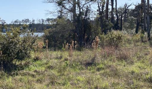 Photo #29 of 178 Mill Point Lane, Williston, NC 42.6 acres