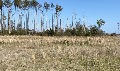 Photo #32 of 178 Mill Point Lane, Williston, NC 42.6 acres