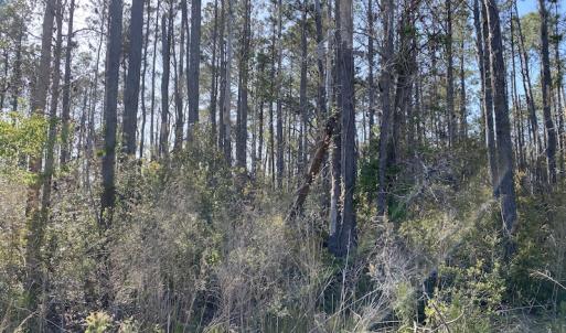 Photo #35 of 178 Mill Point Lane, Williston, NC 42.6 acres